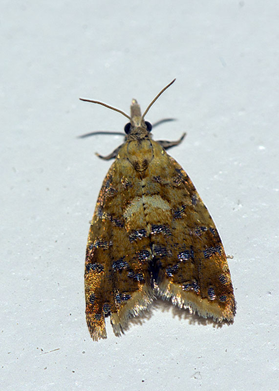 Tortricidae: Pseudargyrotoza conwagana